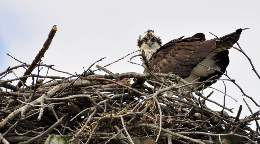Osprey sitting on the edge of a nest made of large sticks looking at the viewer.